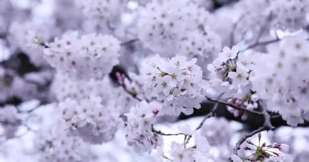 樱花在公园阴天的特写 — 图库视频影像