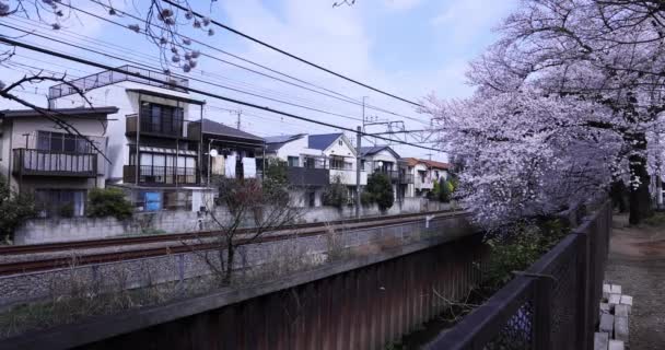 Třešňový květ poblíž železničního oblačného dne — Stock video