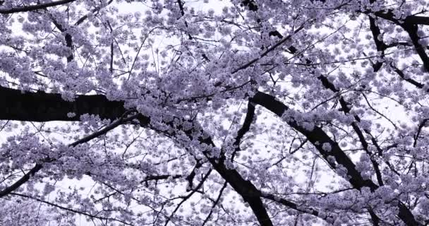 Třešňový květ v zamračený den v parku — Stock video