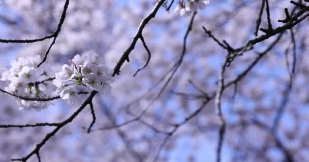 Cherry blossom at the park cloudy day — Stock Video