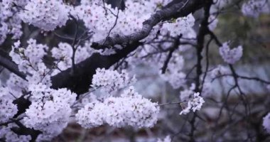 Kiraz çiçekleri ve tren raylardan geçerken bulutlu bir günde odağını kaybetti.