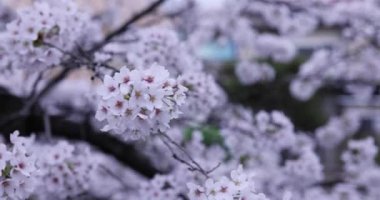 Kiraz çiçekleri ve tren raylardan geçerken bulutlu bir günde odağını kaybetti.