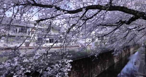 Cherry Blossom ja kulkee juna rautatiellä pilvinen päivä — kuvapankkivideo