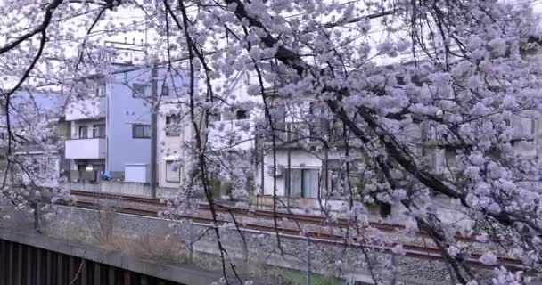 Flor de cerejeira e trem de passagem no dia nublado ferroviário — Vídeo de Stock