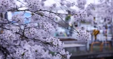 Demiryolu bulutlu gününün yanında kiraz çiçeği açar.