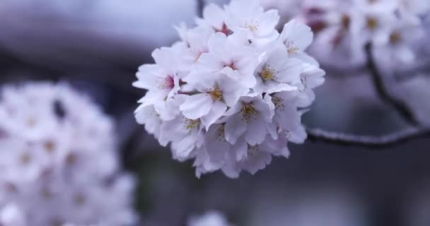 Flor de cerezo en el parque nublado primer día de mano — Vídeos de Stock