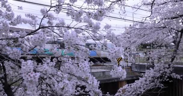 Fiori di ciliegio e treno di passaggio nella giornata nuvolosa ferroviaria — Video Stock