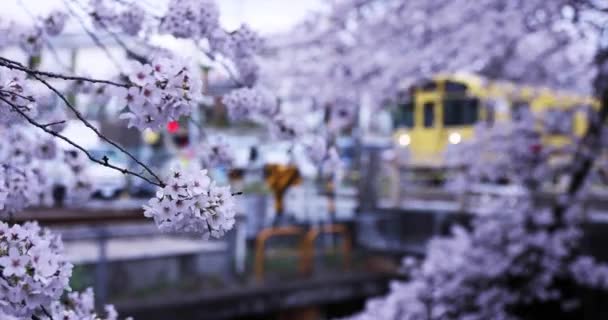 Kirschblüte und vorbeifahrender Zug auf der Bahn trüben Tag defokussiert — Stockvideo