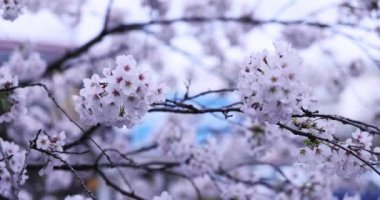 Kiraz çiçekleri ve tren raylardan geçerken bulutlu bir günde odağını kaybetti.