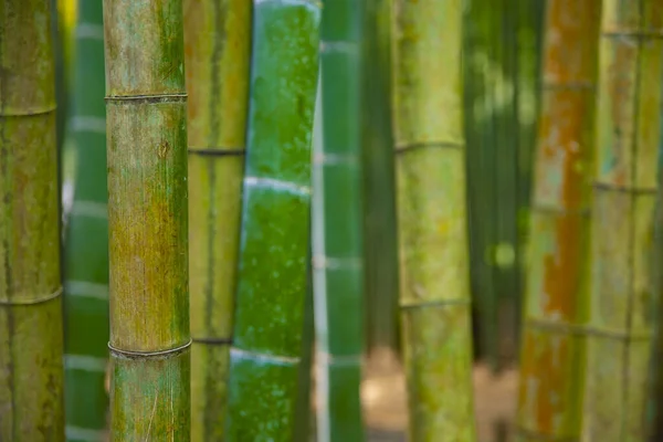 传统护栏下的竹林 — 图库照片