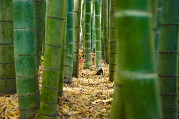 传统护栏下的竹林 — 图库照片