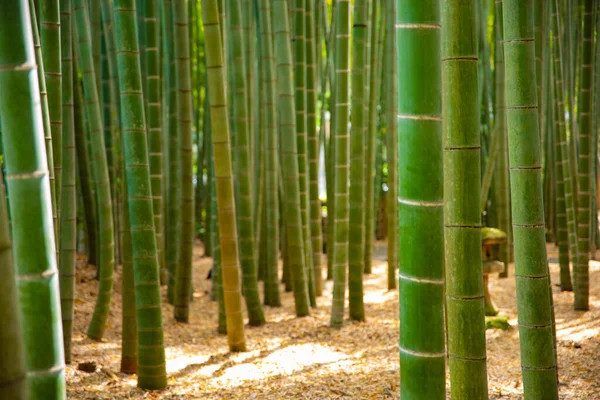 传统护栏下的竹林 — 图库照片