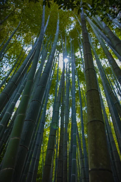 Foresta di bambù presso il tradizionale guardiano — Foto Stock