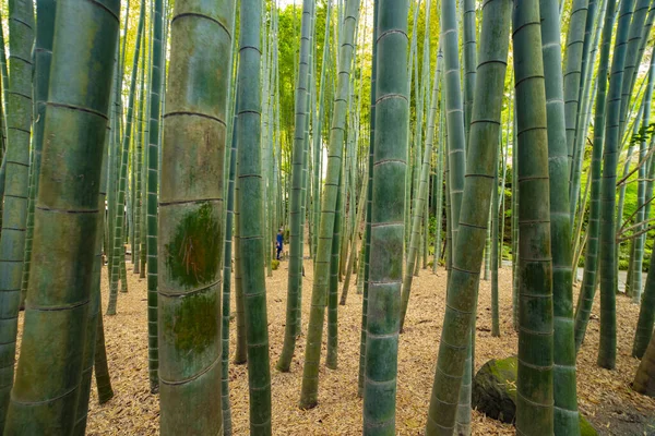 传统护栏下的竹林 — 图库照片