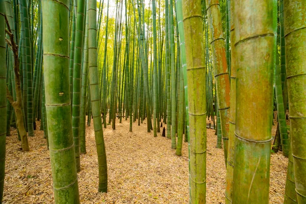 Bambuskogen vid det traditionella gardet — Stockfoto