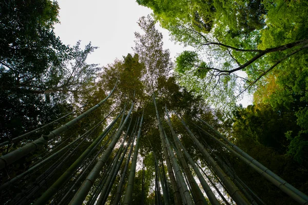 Bambusový les u tradičního strážce — Stock fotografie