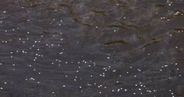 İlkbaharda nehirden akan kiraz çiçeklerinin yavaş bir hareketi.