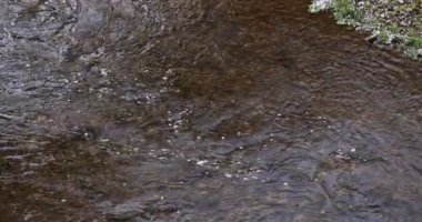 İlkbaharda nehirde akan kiraz çiçeklerinin yavaş bir hareketi.