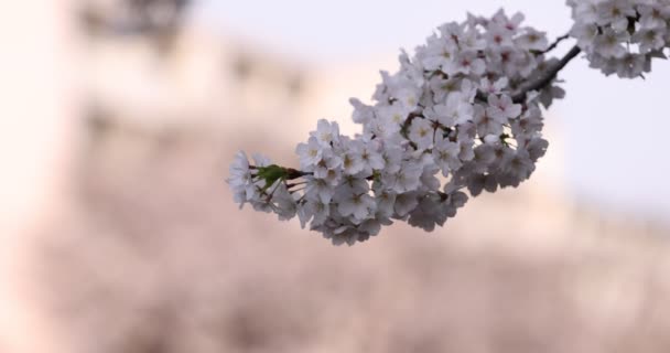 Um movimento lento de flor de cereja na primavera close-up — Vídeo de Stock