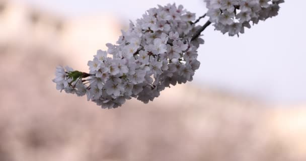Zeitlupe der Kirschblüte im Frühling aus nächster Nähe — Stockvideo