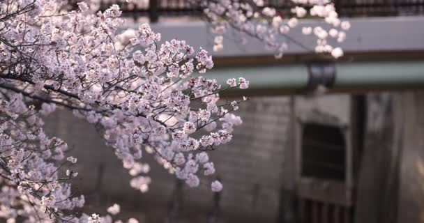 Zpomalení květu třešní na jaře — Stock video