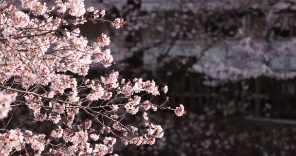 Wolny ruch Wiśniowego kwitnienia w skoku — Wideo stockowe