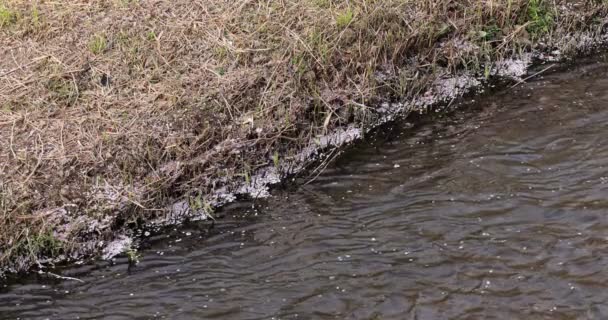 Una cámara lenta de pétalos de flor de cerezo fluyendo a través del río en primavera — Vídeo de stock