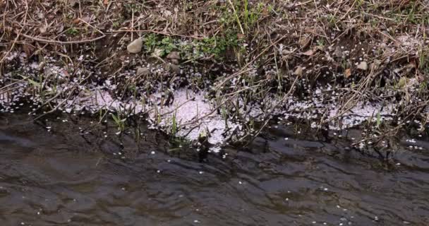 Um movimento lento de pétalas de flor de cerejeira fluindo através do rio na primavera tiro longo — Vídeo de Stock