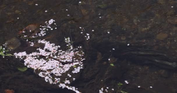 Um movimento lento de pétalas de flor de cerejeira fluindo através do rio na primavera tiro longo — Vídeo de Stock