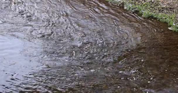 Замедленное движение цветущих лепестков сакуры, протекающих через реку весной — стоковое видео