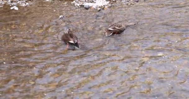 Повільний рух пелюсток вишневого цвітіння і качок, що протікають через річку навесні — стокове відео