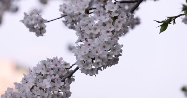 Zeitlupe der Kirschblüte im Frühling aus nächster Nähe — Stockvideo