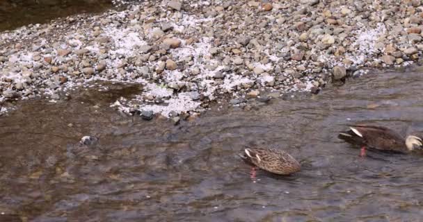 Un lent mouvement de pétales de cerisier et de canards qui coulent dans la rivière au printemps — Video