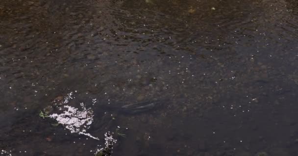 Um movimento lento de pétalas de flor de cerejeira fluindo através do rio na primavera — Vídeo de Stock