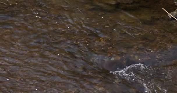 Sebuah gerakan lambat Cherry mekar kelopak mengalir melalui sungai di Musim Semi — Stok Video