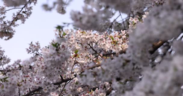 A cseresznyevirág lassú mozgása tavasszal — Stock videók