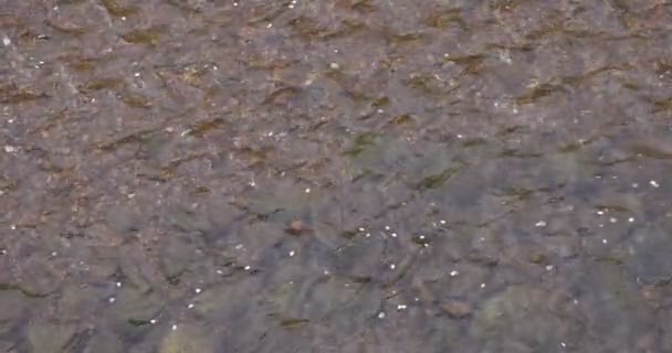 Zpomalený pohyb okvětních lístků třešní proudících řekou na jaře — Stock video