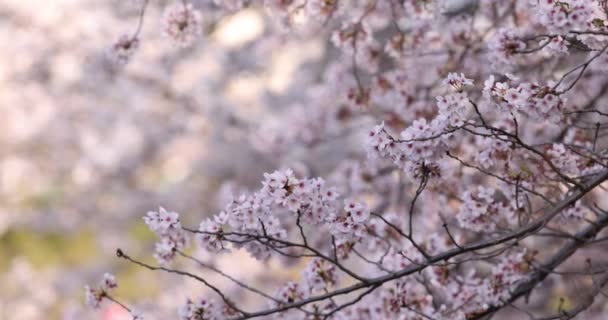 Wolny ruch Wiśniowego kwitnienia w skoku — Wideo stockowe