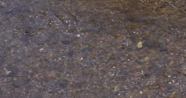 Um movimento lento de pétalas de flor de cerejeira fluindo através do rio na primavera — Vídeo de Stock