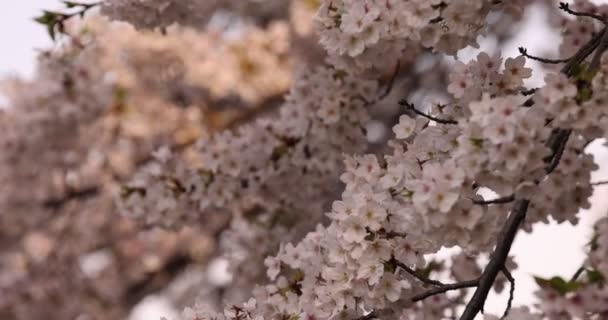 Um movimento lento de flor de cereja na primavera close-up — Vídeo de Stock