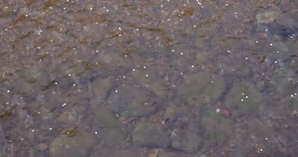 Um movimento lento de pétalas de flor de cerejeira fluindo através do rio na primavera — Vídeo de Stock