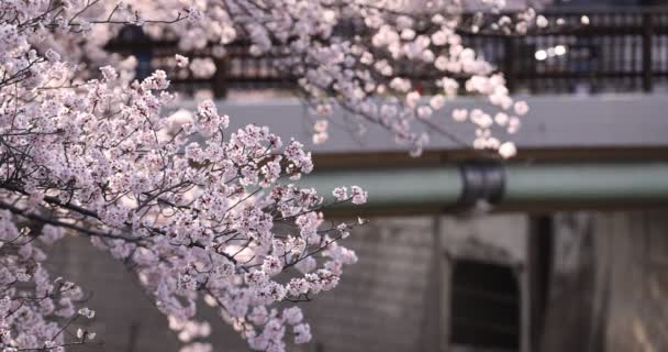 Um movimento lento de flor de cereja na primavera — Vídeo de Stock