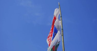 Ibaraki 'de gündüz güneşli el kamerasıyla mavi gökyüzünün arkasında sazan desenleri.