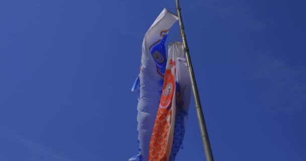 Carp streamers behind the blue sky in Ibaraki daytime sunny handheld — Stock videók