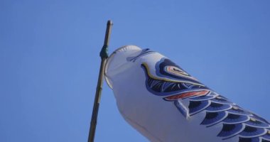 Ibaraki 'deki mavi gökyüzünün arkasında sazan kuşları gün ışığında güneşli, yakın çekim elde taşınabilir.