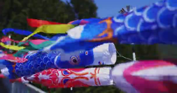 岩崎市琉珍大桥的鲤鱼流白天阳光灿烂的特写 — 图库视频影像