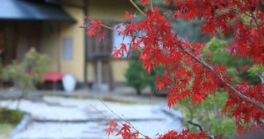 Shizuoka 'daki Gyokuro köyünde sonbaharda kırmızı yapraklar.