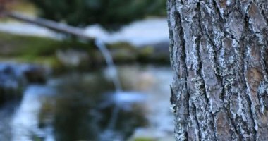 Fujieda şehri Shizuoka 'daki Gyokuro no Sato Japonya