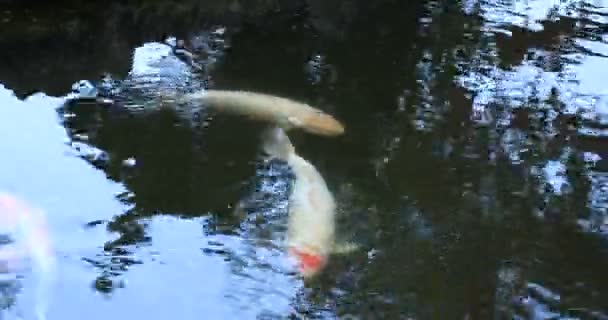 Swimming carp in the pond at Gyokuro village in Shizuoka Japan — Stock video