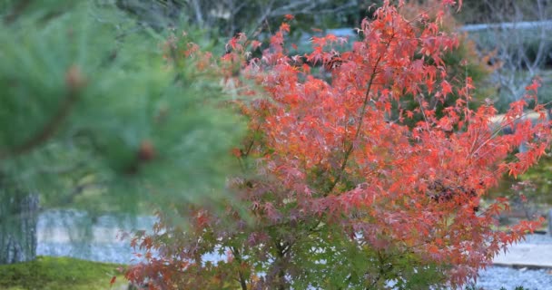 Folhas vermelhas na aldeia Gyokuro no outono em Shizuoka Japão — Vídeo de Stock